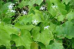 Trichosanthes cucumerina